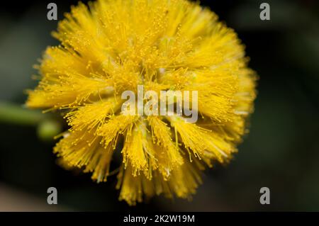 Nahaufnahme einer Kaugummi-Akazienblume. Stockfoto