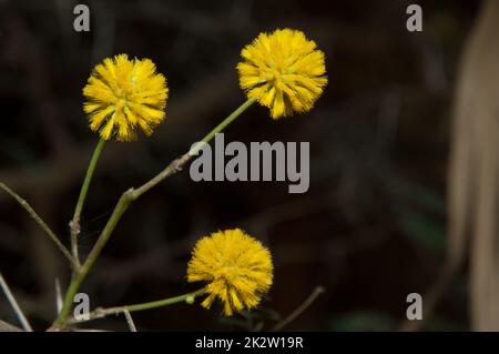 Kaugummi-Akazienblüten im Nationalpark Oiseaux du Djoudj. Stockfoto