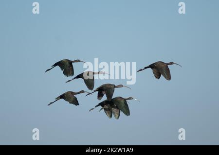 Herde glänzender ibises Plegadis falcinellus im Flug. Stockfoto