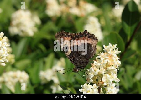 Kleiner Fuchs, Aglais urticae, auf Liguster-Blütenstand Stockfoto