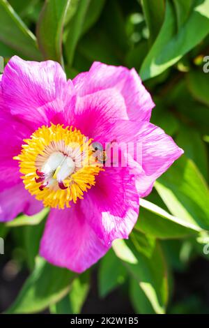 Wunderschöne pinkfarbene Pfingstrose mit Bestäuberwespe. Der Sommer ist blühend und duftend. Nahaufnahme. Stockfoto