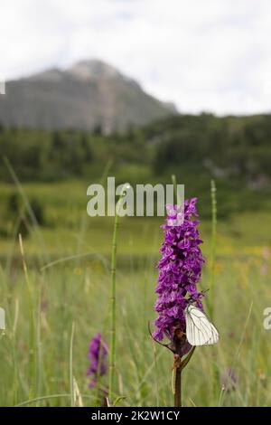 Schwarz-geäderter weißer Schmetterling, Aporia crataegi und Heath Spotted Orchid oder Moorland Spotted Orchid (Dactylorhiza maculata) Stockfoto