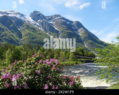 Frühlingszeit in Eidfjord in norwegen Stockfoto