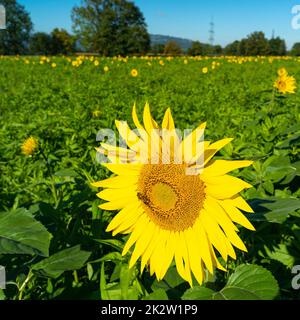 gelbe Sonnenblume auf grauem Sonnenblumenfeld im Sonnenlicht, mit Wald, Baum und blauem Himmel im Hintergrund, mit Biene bei der Arbeit! Sommer Stockfoto