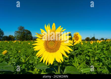 gelbe Sonnenblume auf grauem Sonnenblumenfeld im Sonnenlicht, mit Wald, Baum und blauem Himmel im Hintergrund, mit Biene bei der Arbeit! Sommer Stockfoto