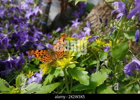 C-Falter (Polygonia c-Album, SYN.: Nymphalis c-Album) auf einer Asienfetthenne (Phedimus spec.) Stockfoto