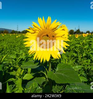 gelbe Sonnenblume auf grauem Sonnenblumenfeld im Sonnenlicht, mit Wald, Baum und blauem Himmel im Hintergrund, mit Biene bei der Arbeit! Sommer Stockfoto