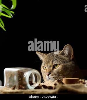 Süße graue Katze schaut vom Tisch, schwarzer Hintergrund Stockfoto