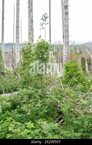 Zwischen toten Fichten am Brocken bei Ilsenburg im Nationalpark Harz entsteht ein neuer Naturwald Stockfoto