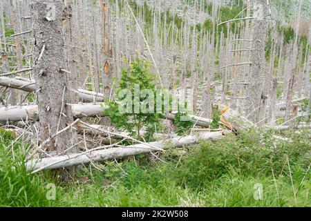 Zwischen toten Fichten am Brocken bei Ilsenburg im Nationalpark Harz entsteht ein neuer Naturwald Stockfoto