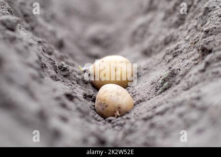 Kartoffelknollen im Boden beim Anpflanzen. Selektiver Fokus. Frühjahrsvorbereitung für die Gartensaison. Kartoffelknolle Nahaufnahme in einem Loch im Boden. Pflanzkartoffeln. Saisonarbeit. Stockfoto