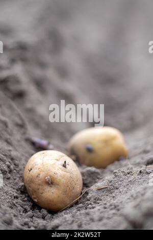 Kartoffelknollen im Boden beim Anpflanzen. Selektiver Fokus. Frühjahrsvorbereitung für die Gartensaison. Kartoffelknolle Nahaufnahme in einem Loch im Boden. Pflanzkartoffeln. Saisonarbeit. Stockfoto