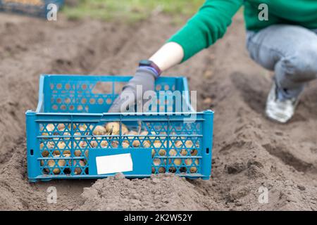 Weiße Landwirtin oder Gärtnerin mit Kartoffeln. Frühjahrsvorbereitung für die Gartensaison. Pflanzkartoffeln. Saisonarbeit. Eine Frau pflanzt Kartoffelknollen manuell in den Boden. Stockfoto