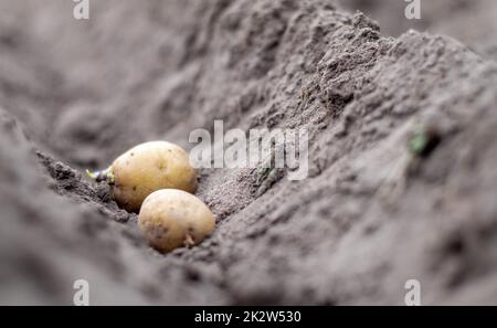 Kartoffelknollen im Boden beim Anpflanzen. Selektiver Fokus. Frühjahrsvorbereitung für die Gartensaison. Kartoffelknolle Nahaufnahme in einem Loch im Boden. Pflanzkartoffeln. Saisonarbeit. Stockfoto