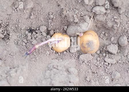 Kartoffelknollen im Boden beim Anpflanzen. Selektiver Fokus. Frühjahrsvorbereitung für die Gartensaison. Kartoffelknolle Nahaufnahme in einem Loch im Boden. Pflanzkartoffeln. Saisonarbeit. Stockfoto