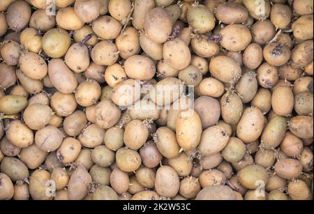 Hintergrund von Kartoffeln zum Anpflanzen mit Sprossen, Draufsicht. Gezüchtete alte Pflanzkartoffeln. Viele rote, weiße und gelbe Keimkartoffeln zum Anpflanzen. Kartoffelknollenkeimlinge. Flaches Layout. Stockfoto