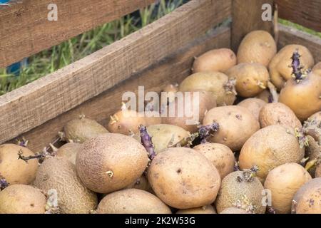 Kartoffeln zum Anpflanzen mit Sprossen in einer Holzkiste. Gezüchtete alte Pflanzkartoffeln. Kartoffelknollenkeimlinge. Das Konzept der Landwirtschaft und des Gartenbaus, des Anbaus und der Pflege von Gemüse. Stockfoto