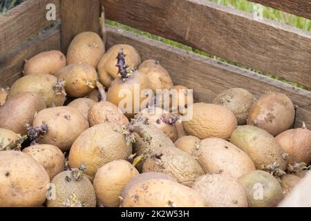 Kartoffeln zum Anpflanzen mit Sprossen in einer Holzkiste. Gezüchtete alte Pflanzkartoffeln. Kartoffelknollenkeimlinge. Das Konzept der Landwirtschaft und des Gartenbaus, des Anbaus und der Pflege von Gemüse. Stockfoto