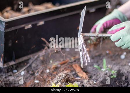 Der Gärtner reißt den Boden zum Pflanzen. Um im Garten zu arbeiten. Frauenhände in Handschuhen halten ein Gartenwerkzeug und lockern den Boden, pflegen und züchten Gartenpflanzen. Pflanzen Sie eine Pflanze im Garten. Stockfoto