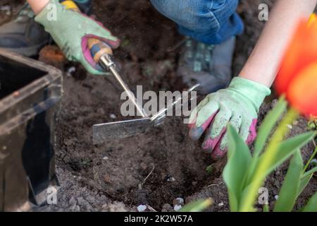 Der Gärtner reißt den Boden zum Pflanzen. Um im Garten zu arbeiten. Frauenhände in Handschuhen halten ein Gartenwerkzeug und lockern den Boden, pflegen und züchten Gartenpflanzen. Pflanzen Sie eine Pflanze im Garten. Stockfoto