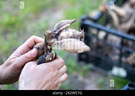 Der Gärtner sortiert Dahliakulturen. Pflanzenwurzelpflege. Dahlia-Knollen vor dem Anpflanzen auf dem Boden. In einem Frühlingsblumengarten eine gezüchtete Dahlienkultur mit Trieben Pflanzen. Stockfoto