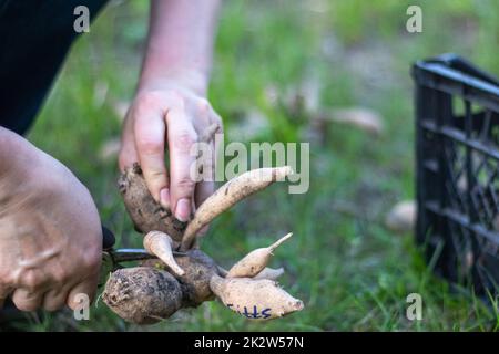 Der Gärtner sortiert Dahliakulturen. Pflanzenwurzelpflege. Dahlia-Knollen vor dem Anpflanzen auf dem Boden. In einem Frühlingsblumengarten eine gezüchtete Dahlienkultur mit Trieben Pflanzen. Stockfoto