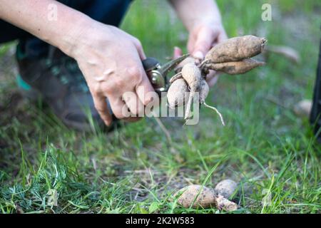 Der Gärtner sortiert Dahliakulturen. Pflanzenwurzelpflege. Dahlia-Knollen vor dem Anpflanzen auf dem Boden. In einem Frühlingsblumengarten eine gezüchtete Dahlienkultur mit Trieben Pflanzen. Stockfoto