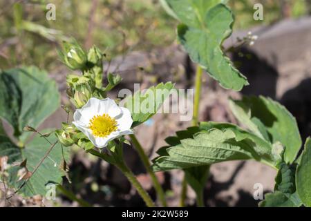 Im Frühling blühende Erdbeeren wachsen im Garten. Weiße Erdbeerblumen im Sommer. Erdbeerpflanze im Wachstum im Garten. Blühende Erdbeeren. Der Begriff des ökologischen Landbaus. Stockfoto