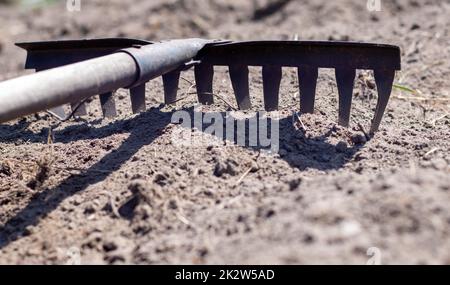 Nahaufnahme eines Gartenrechen auf einem Bett. Alter schwarzer Metallrechen auf trockenem Boden, im Garten. Frühjahrsputz. Selektiver Fokus. Reinigung des Außenbereichs Stockfoto