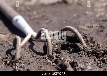 Ein kleiner staubiger Rechen, der in Hausgärten verwendet wird. Gartengeräte für die Gartenarbeit und Pflanzenpflege zu Hause und im Garten. Gartenarbeiten im Frühling oder Sommer. Graben Sie ein Stück Land unter dem Unkraut aus. Stockfoto