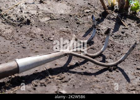 Ein kleiner staubiger Rechen, der in Hausgärten verwendet wird. Gartengeräte für die Gartenarbeit und Pflanzenpflege zu Hause und im Garten. Gartenarbeiten im Frühling oder Sommer. Graben Sie ein Stück Land unter dem Unkraut aus. Stockfoto