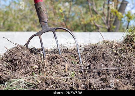 Gabel mit rotem Griff zum Kompostieren, Recycling von Rasen- und Gartenabfällen. Gabel steckt im Kompost fest. Kompost im Garten herstellen und mischen. Organischer Dünger für Gartenpflanzen. Stockfoto