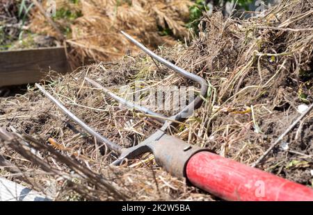 Gabel mit rotem Griff zum Kompostieren, Recycling von Rasen- und Gartenabfällen. Gabel steckt im Kompost fest. Kompost im Garten herstellen und mischen. Organischer Dünger für Gartenpflanzen. Stockfoto