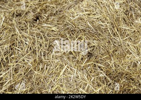 Trockener Strohhalm Hintergrund Stockfoto