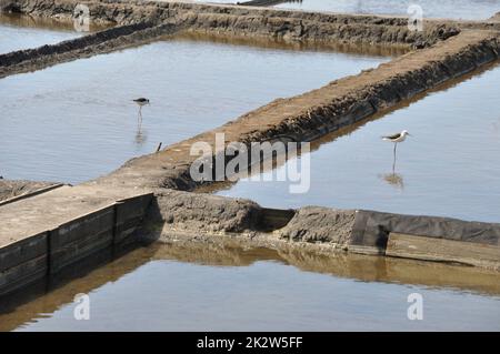 Salzwiesen von Aveiro in Portugal Stockfoto