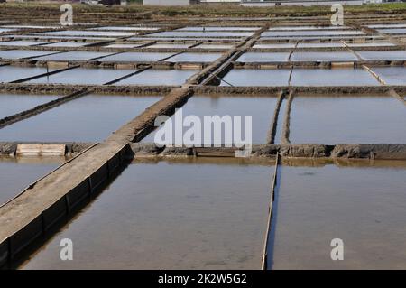 Salzwiesen von Aveiro in Portugal Stockfoto