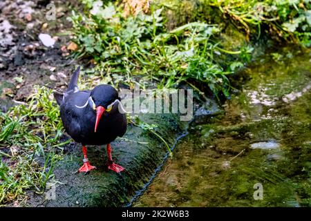 Inka-Seeschwalbe (Larosterna inca) mit einzigartig gefiederten Gefiederten Stockfoto