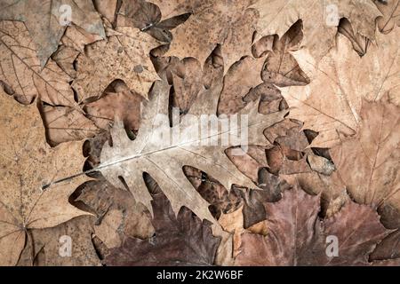 Hintergrund von trockenen braunen Blättern Stockfoto