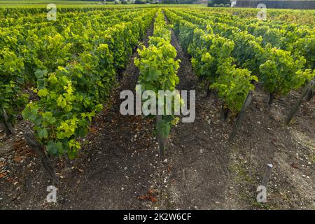 Typische Weinberge in der Nähe von Saint-Julien-Beychevelle, Bordeaux, Aquitanien, Frankreich Stockfoto