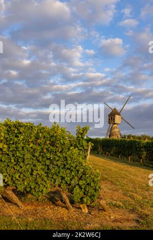 Windmühle von La Tranchee und Weinberg in der Nähe von Montsoreau, Pays de la Loire, Frankreich Stockfoto