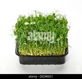 Nahaufnahme von frischen grünen Erbsen mikrogrüne Sprossen in schwarzem Kunststofftablett isoliert auf weißem Hintergrund, hohe Winkel Ansicht Stockfoto