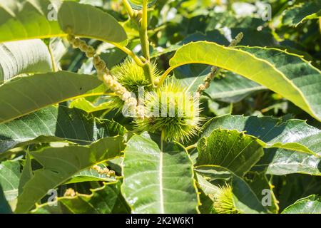 Grüne Igel aus Kastanienfrucht auf dem Baum Stockfoto