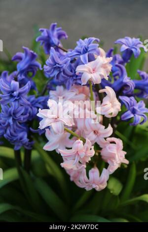 Blaue und rosa Hyazinthe mit weichen Blütenblättern und grünen Blättern, blühende Hyazinthe im Garten, blaue und rosa Frühlingsblumen, blaue und rosa Hyazinthe ma Stockfoto