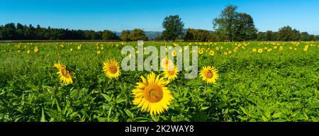 gelbe Sonnenblumen mit Bienen auf einem frisch grünen Feld. Sommer Panorama mit Blumen und Bienen an der Arbeit, blauer Himmel und Wald im Hintergrund Stockfoto