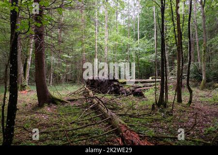 Frühlingsstand mit alten Eichen Stockfoto