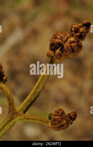 Isoliertes Entrollen von Austral Bracken Fern (Pteridium esculentum). Stockfoto