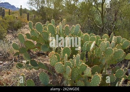 Prärie-Birne im Südwesten der USA (Opuntia polyacantha) Stockfoto