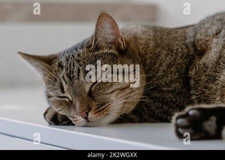 Nahaufnahme Porträt einer schlafenden Katze Stockfoto