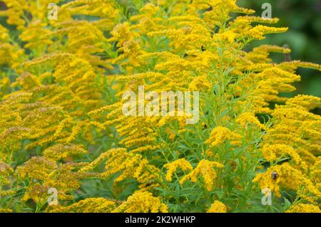 Solidago blüht auf einer Wiese, Nahaufnahme, lokaler Fokus Stockfoto