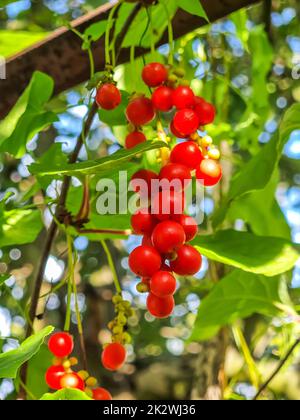 Ein Strauß chinesischer Magnolien-Reben oder schisandra-Beeren Stockfoto